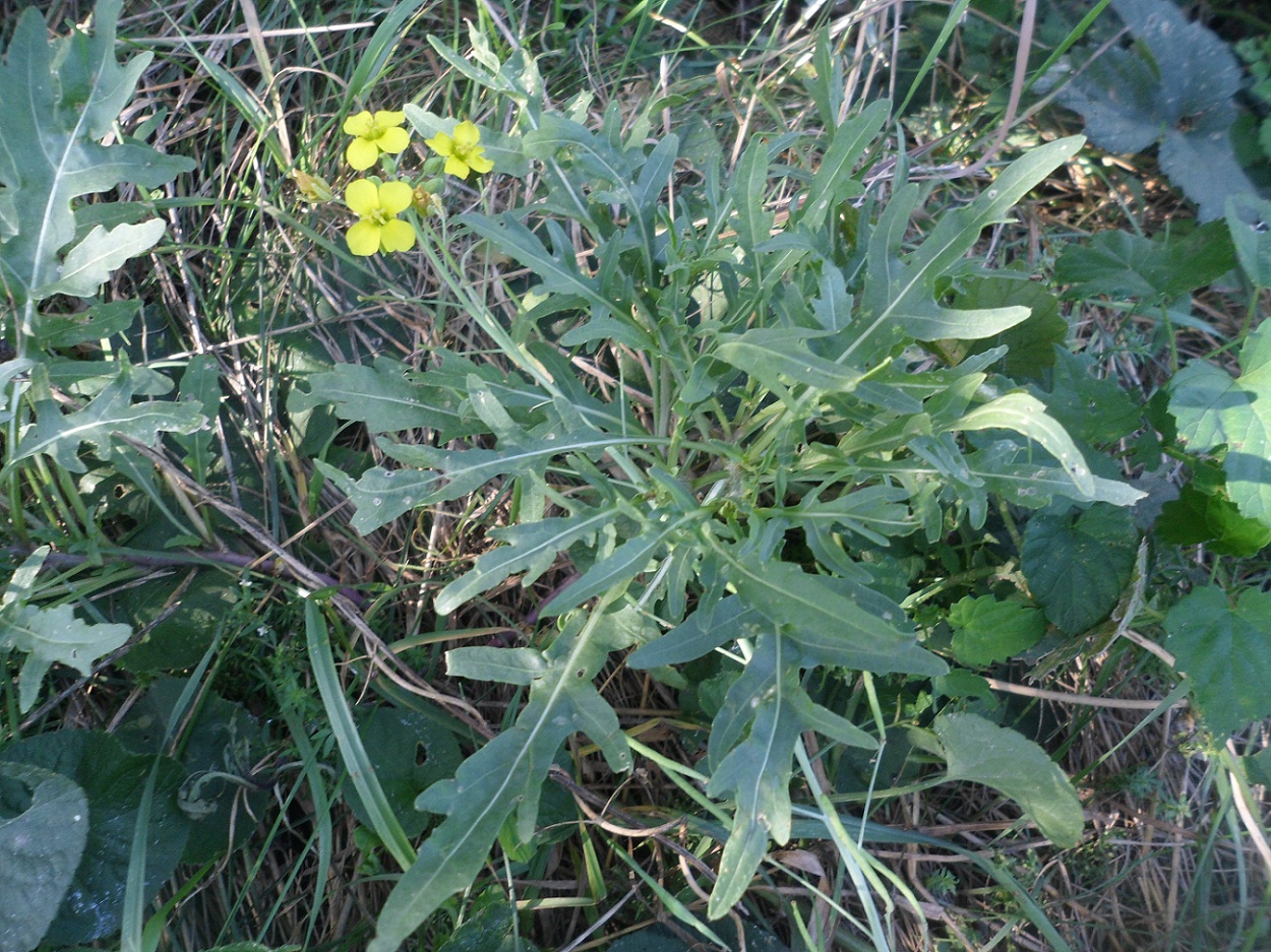 Image of Diplotaxis tenuifolia specimen.