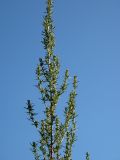 Artemisia tournefortiana. Верхушка соцветия. Украина, г. Луганск, пойма р. Лугань. 14.09.2016.
