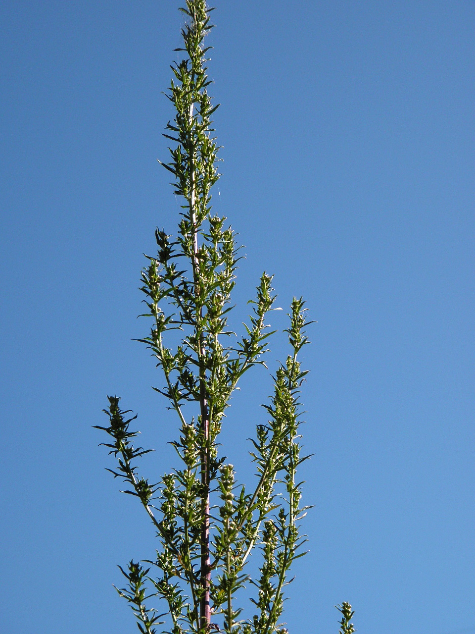 Image of Artemisia tournefortiana specimen.