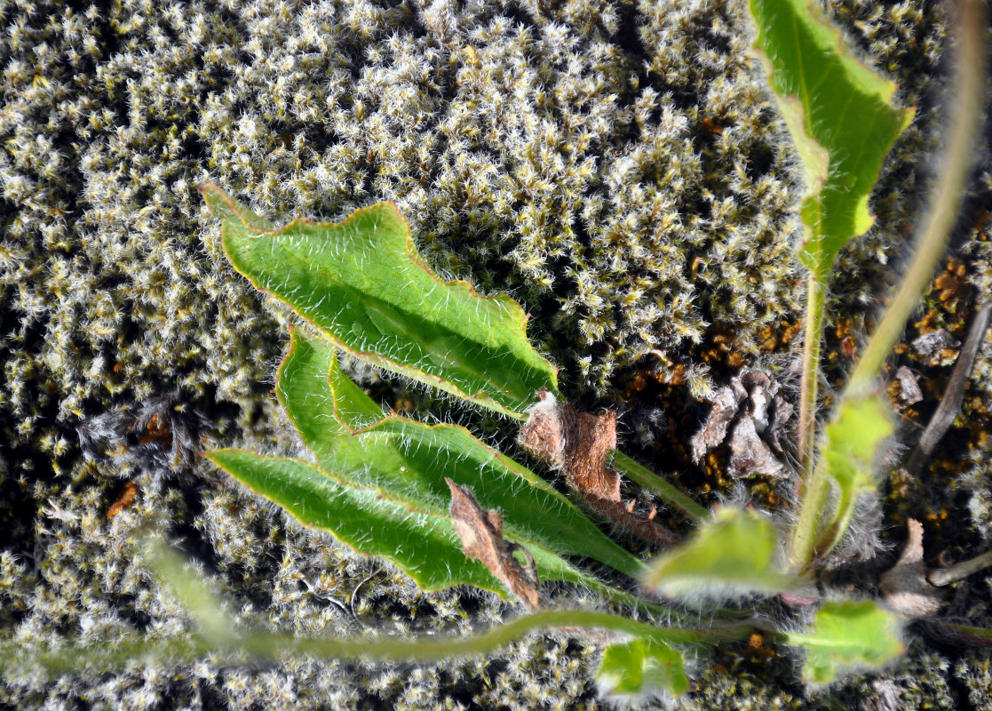 Image of genus Hieracium specimen.