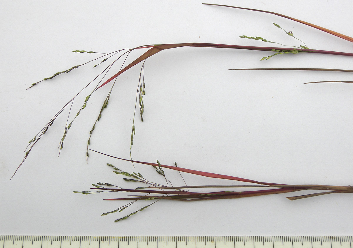 Image of Panicum dichotomiflorum specimen.