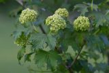 Viburnum opulus f. roseum