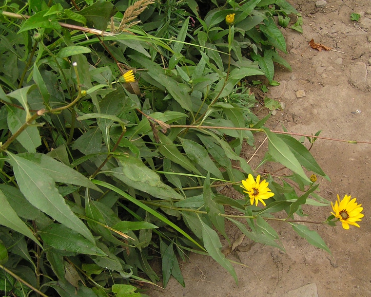 Изображение особи Helianthus rigidus.