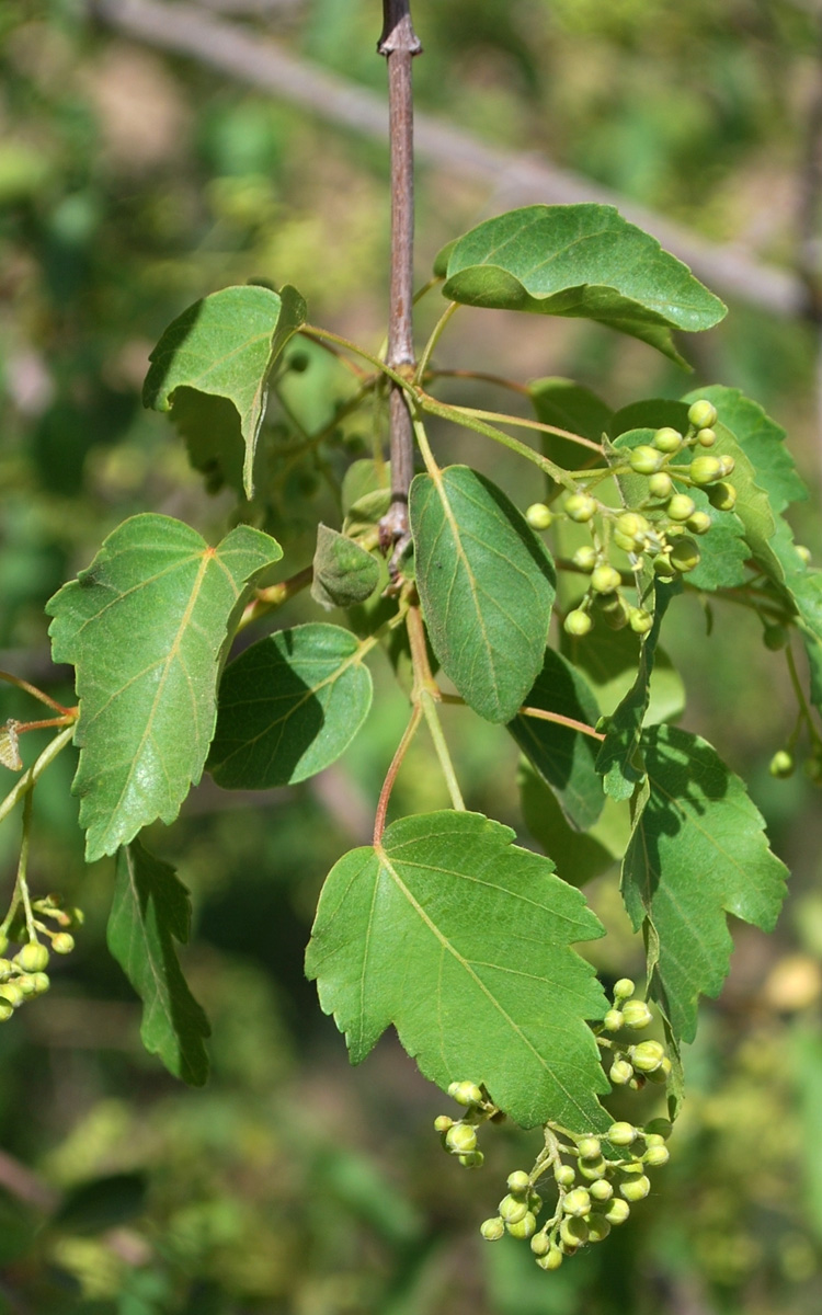 Image of Acer semenovii specimen.