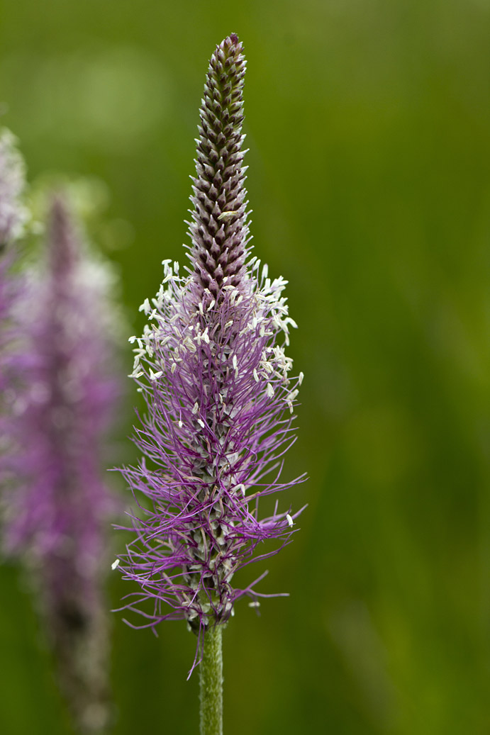 Image of Plantago media specimen.