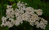 Achillea camtschatica. Верхушка растения с соцветиями. Камчатский край, Елизовский р-н, окр. г. Петропавловск-Камчатский, бухта Малая Лагерная, на приморских лугах. 20.07.2016.