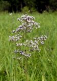 Valeriana officinalis