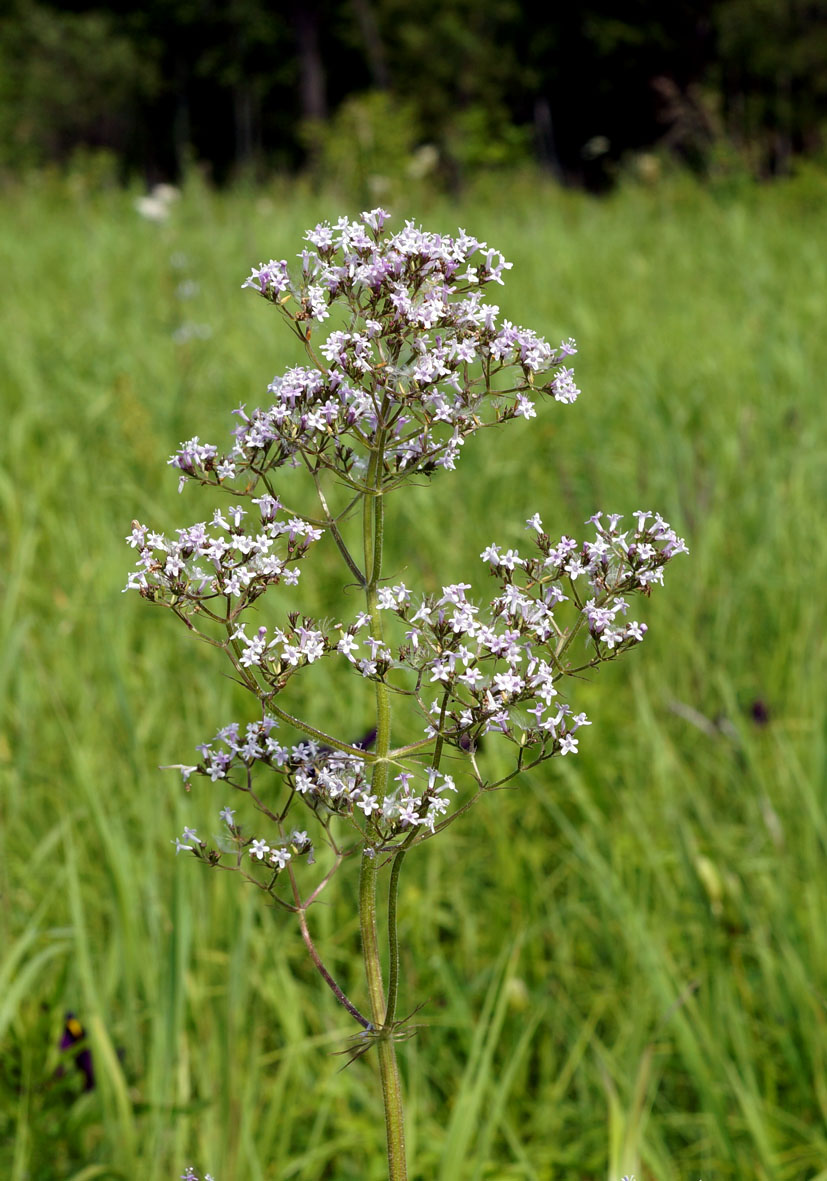 Image of Valeriana officinalis specimen.