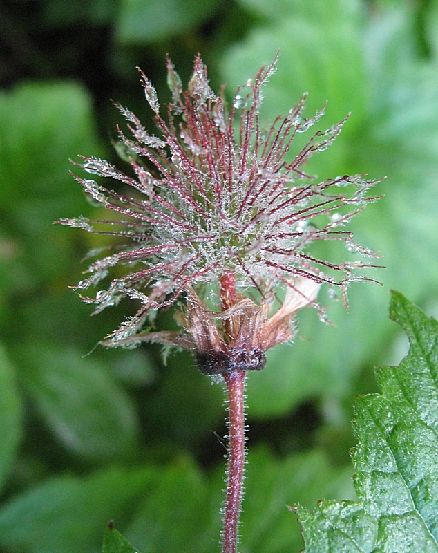 Image of Geum rivale specimen.