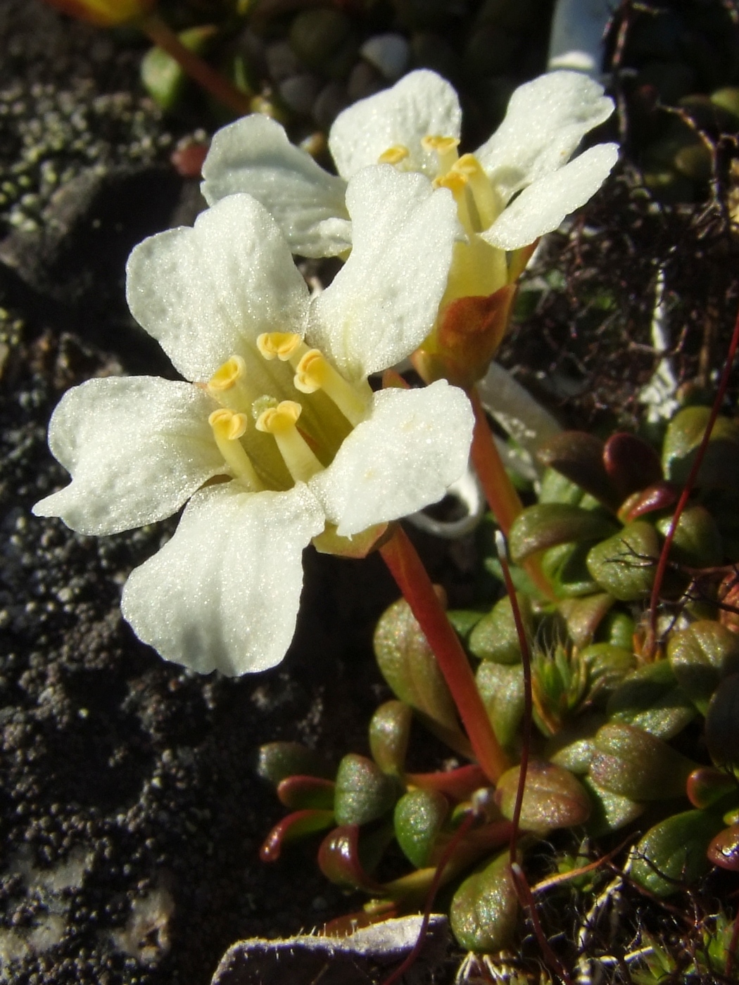 Изображение особи Diapensia obovata.