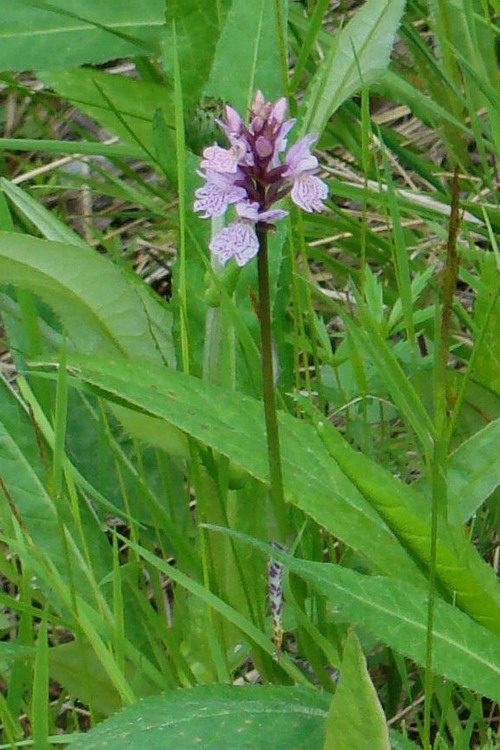 Изображение особи Dactylorhiza psychrophila.