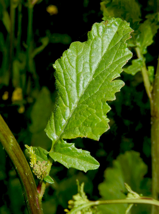 Изображение особи Rapistrum rugosum.