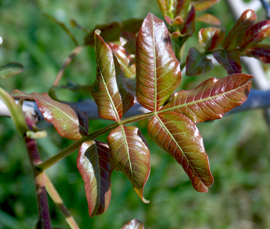 Image of Pistacia mutica specimen.