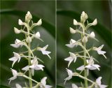 Platanthera bifolia