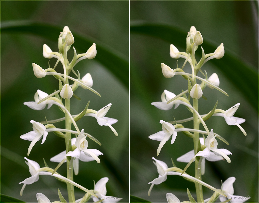 Изображение особи Platanthera bifolia.