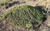 Juniperus turcomanica