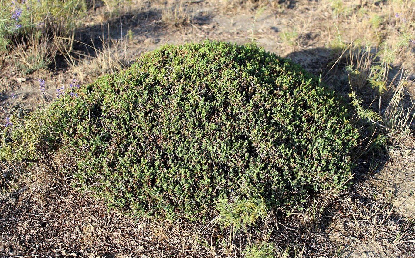 Image of Juniperus turcomanica specimen.
