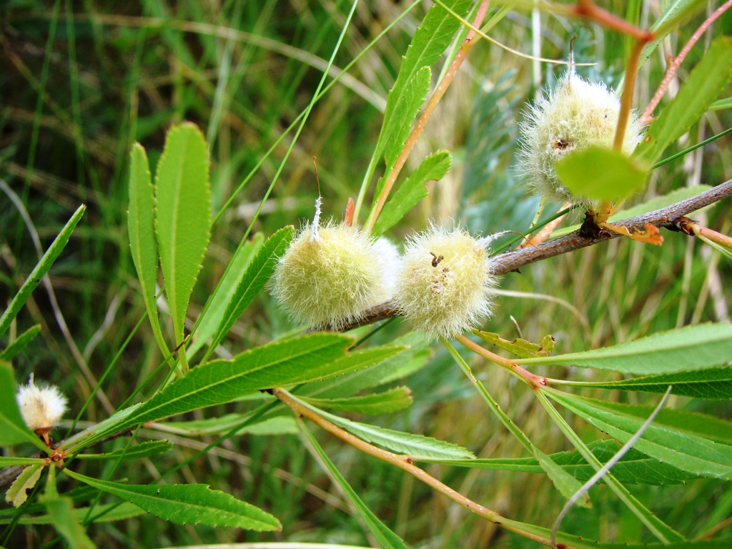 Image of Amygdalus nana specimen.