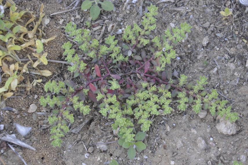 Изображение особи Herniaria cinerea.