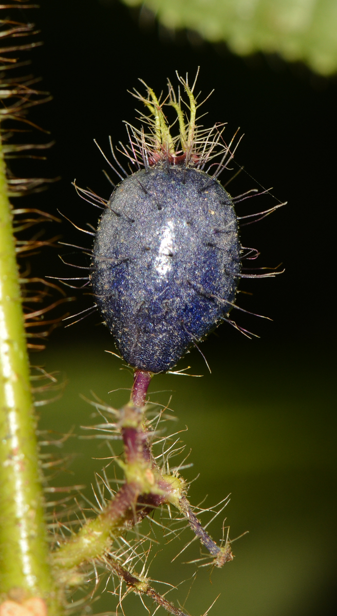 Изображение особи Miconia crenata.