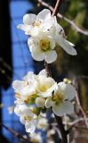 Chaenomeles speciosa