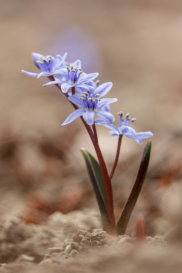 Изображение особи Scilla bifolia.