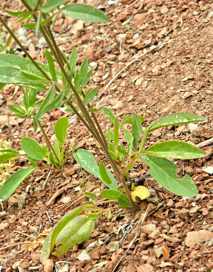 Image of Anthyllis vulneraria specimen.
