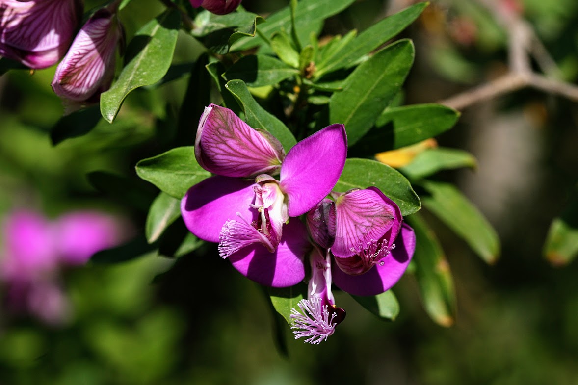 Image of Polygala myrtifolia specimen.