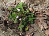 Potentilla micrantha. Цветущее растение в задернованной расщелине скалы. Краснодарский край, Туапсинский р-н, гора Индюк, буково-каштановый лес на юго-западном склоне горы, выс. ≈ 800 м н.у.м. 01.04.2017.