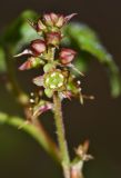 Ribes maximoviczianum