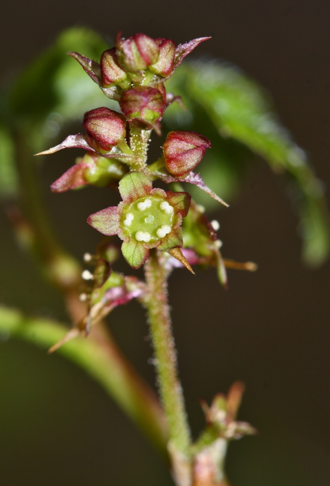 Изображение особи Ribes maximoviczianum.