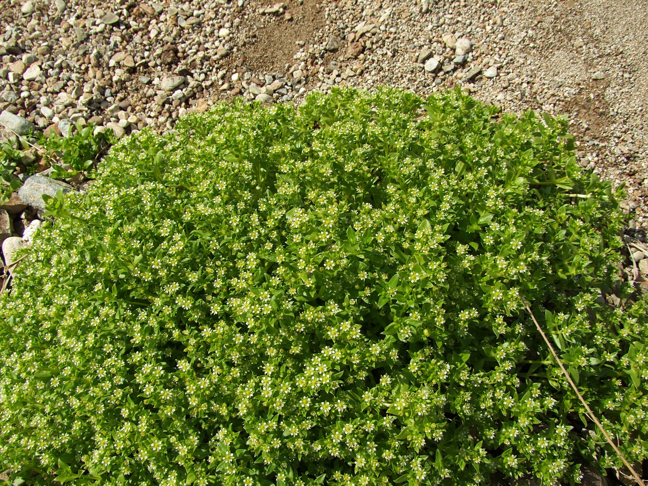 Изображение особи Honckenya peploides ssp. major.