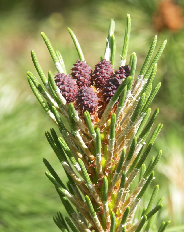 Image of Pinus mugo specimen.