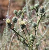 Cousinia turkmenorum