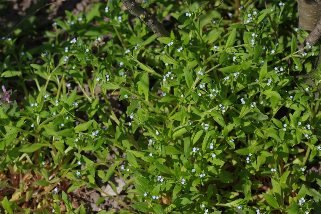 Image of Myosotis sparsiflora specimen.