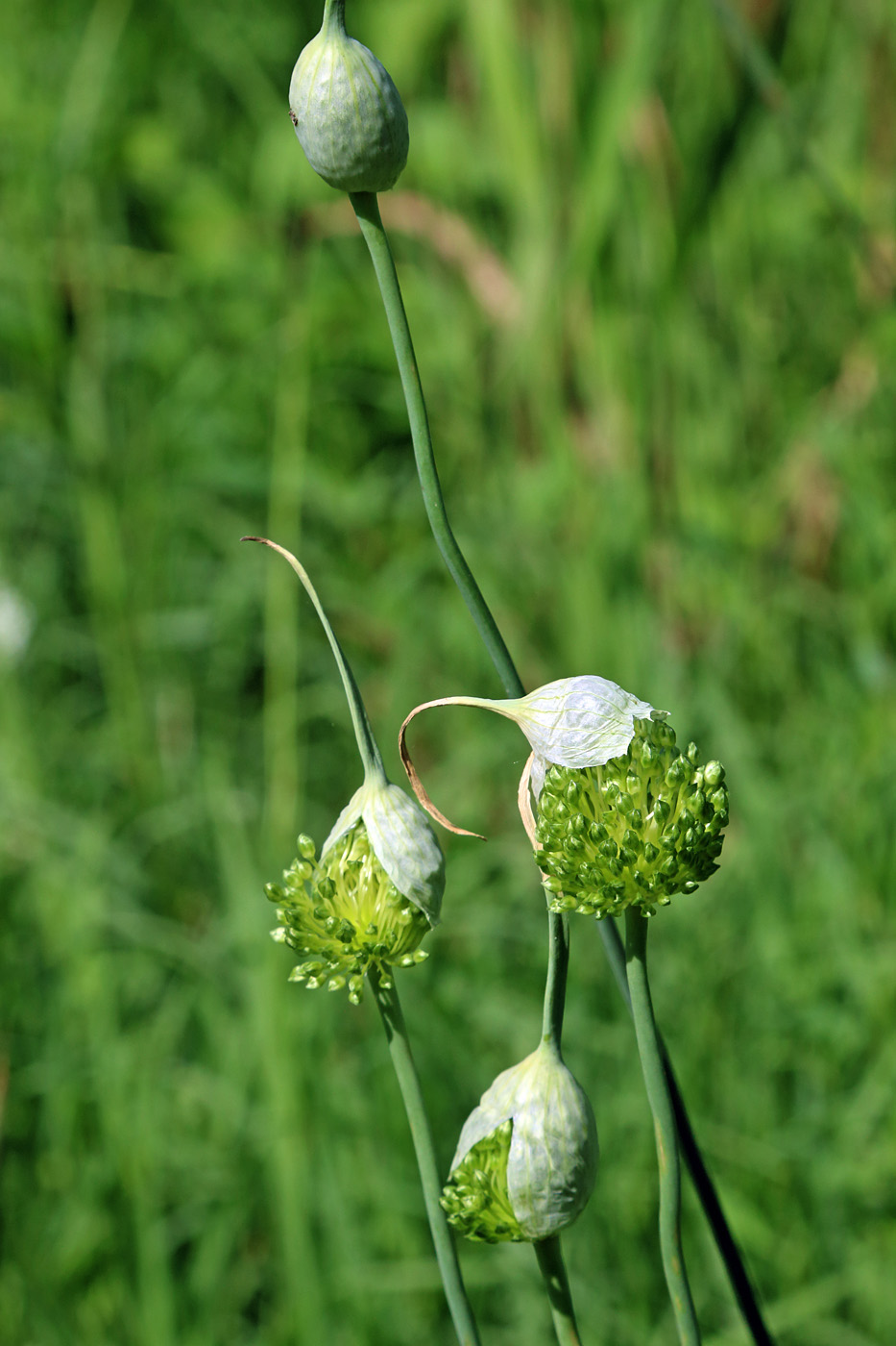 Image of Allium atroviolaceum specimen.