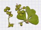 Rhus laevigata