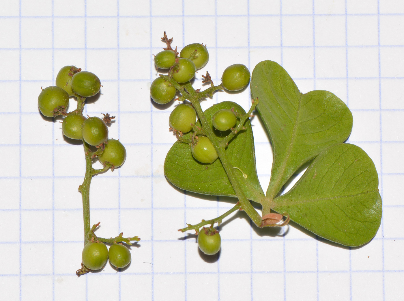 Image of Rhus laevigata specimen.