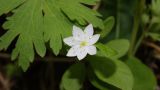 Trientalis arctica