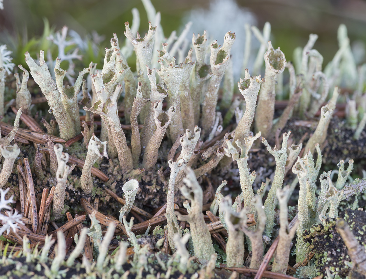 Изображение особи Cladonia cenotea.