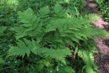 Dryopteris expansa