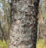 Betula dauurica