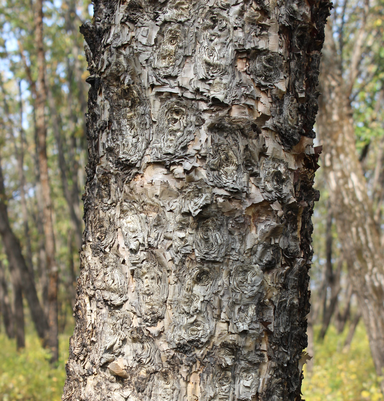 Image of Betula dauurica specimen.