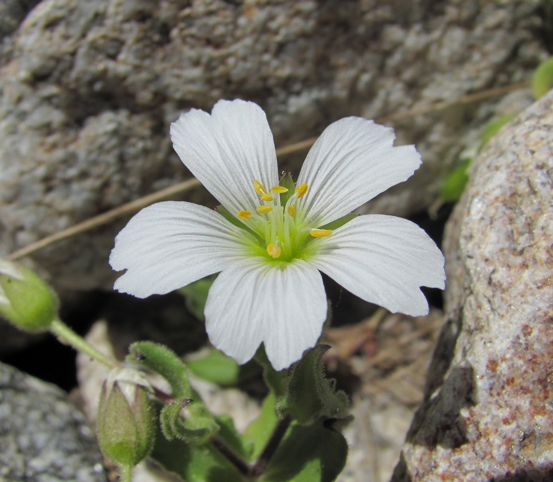 Изображение особи Cerastium undulatifolium.