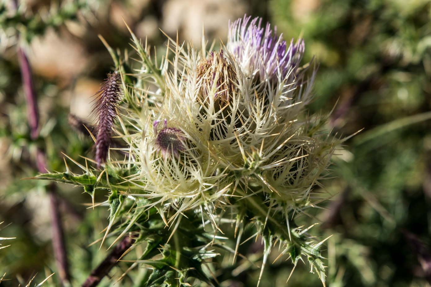 Изображение особи Cirsium obvallatum.