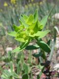 Image of taxon representative. Author is Илья Турбанов
