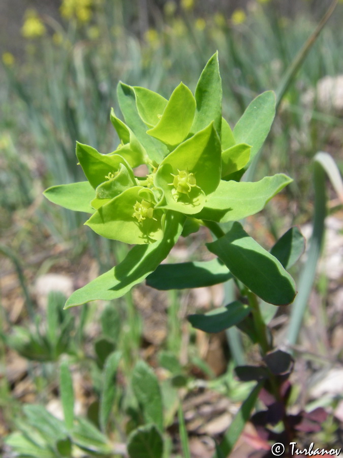 Изображение особи Euphorbia taurinensis.