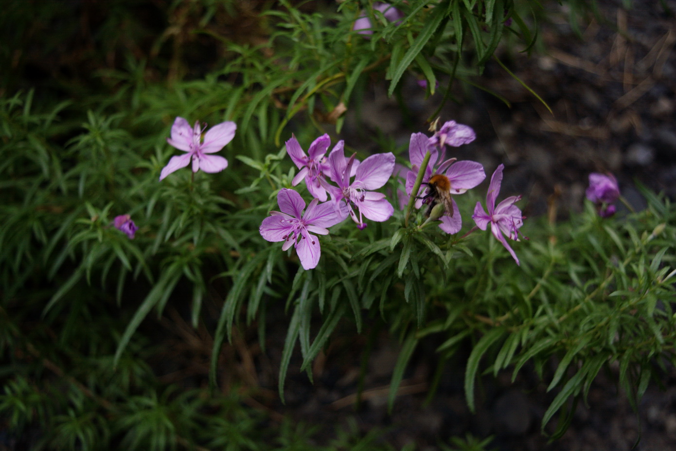 Изображение особи Chamaenerion colchicum.