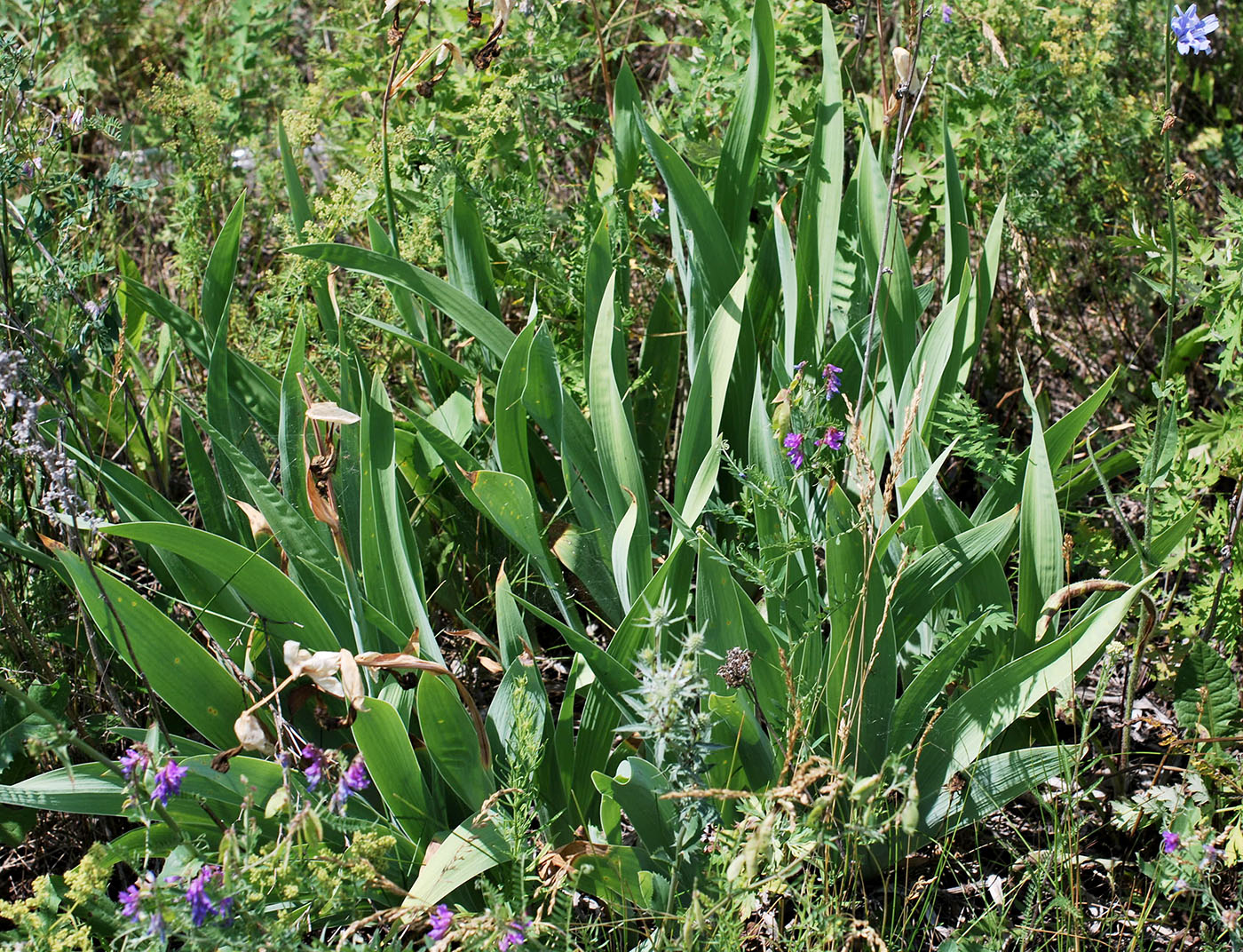 Image of Iris aphylla specimen.