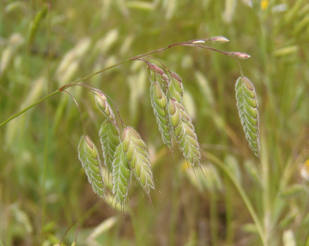 Image of Bromus wolgensis specimen.